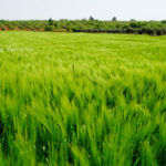 Erdinç YILMAZ, Buğday Tarlası, Dijital Fotoğraf