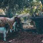 Gamze BÜDEYRİ, 2019, Bakış, Dijital Fotoğraf