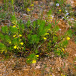 AJUGA CHAMAEPITYS SUBSP. IAEVIGATA (KELMAYASIL)