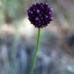 ALLIUM SCORODOPRASUM (İTSOĞANI)