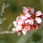 AMYGDALUS LYCIOIDES (BEHİV-YABANI BADEM)