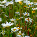 ANTHEMIS ARVENSIS (TARLAPAPATYASI)