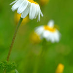 ANTHEMIS HYALINA (DERMANPAPATYASI)