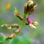 ASTRAGALUS SUBEROSUS (YEMENİGEVENİ)