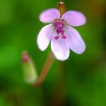 ERODIUM ACAULE (LEYLEKGAGASI)