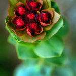 EUPHORBIA DENTICULATA (KARASÜTLÜK)