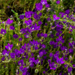 GENTIANA OLIVIERI (AFAT)