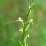 HIMANTOGLOSSUM AFFINE (KEŞKEŞÇİÇEĞİ I)