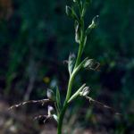 HIMANTOGLOSSUM AFFINE (KEŞKEŞÇİÇEĞİ II)