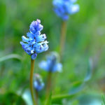 HYACINTHELLA NERVOSA (ARAPKOPÇASI)