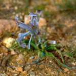 IRIS PERSICA (BUZALA)