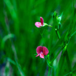 LATHYRUS CICERA (COLBAN)