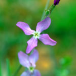 MATTHIOLA LONGIPETALA SUBSP. IONGIPETALA (GECEGÜNDÜZÇİÇEĞİ)