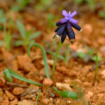 MUSCARI DISCOLOR (ALACAMÜŞKÜRÜM I)