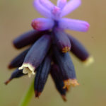 MUSCARI DISCOLOR (ALACAMÜŞKÜRÜM II)