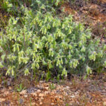 ONOSMA PROCERA (ÖRENEMZİĞİ)