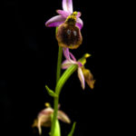 OPHRYS ARGOLICA (BEYAZSALEP)