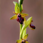 OPHRYS MAMMOSA SUBSP. MAMMOSA (KEDİKULAĞI)