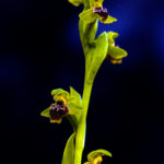 OPHRYS UMBILICATA SUBSP. ATTICA (KÖSEGÖBEKLİ)