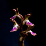 ORCHIS COLLINA (TEPESALEBİ II)