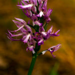 ORCHIS ITALICA (TEKETAŞAĞI I)