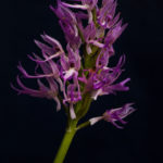 ORCHIS ITALICA (TEKETAŞAĞI II)