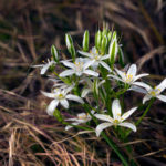 ORNITHOGALUM MONTANUM (DAĞAKYILDIZI)