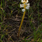 OROBANCHE ALBA (BOĞASAK)