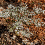 PIMPINELLA ANTHRISCOIDES VAR. CRUCIATA (MESİREOTU)