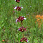 SALVIA MULTICAULIS (KÜRTREYHANI)