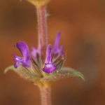 SALVIA VIRGATA (FATMANAOTU)