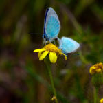 SENECIO VERNALIS (KANARYAOTU)