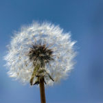 TARAXACUM KURDICIFORME (BİTLİSÇITLIĞI)