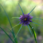 TRAGOPOGON PORRIFOLIUS SUBSP. IONGIROSTRIS (HELEVAN)