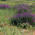 VICIA VILLOSA SUBSP. VILLOSA ROTH (TÜYLÜFİĞ)