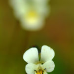 VIOLA ARVENSIS (TARLAMENEKŞESİ)