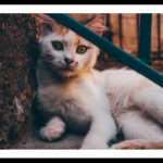 GAMZE BÜDEYRİ, KEDİ,2019,1620X1080,DİJİTAL FOTOĞRAF